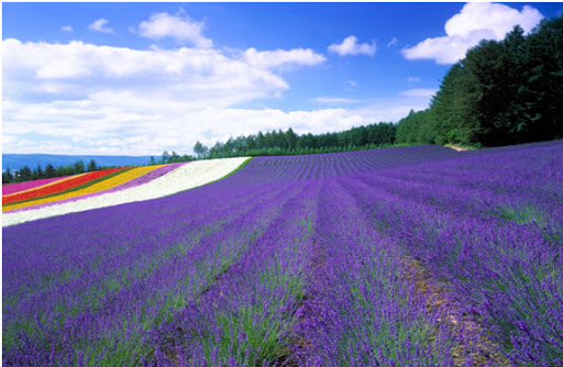 Hokkaido Nhật Bản – Vùng đất của sự lạnh giá